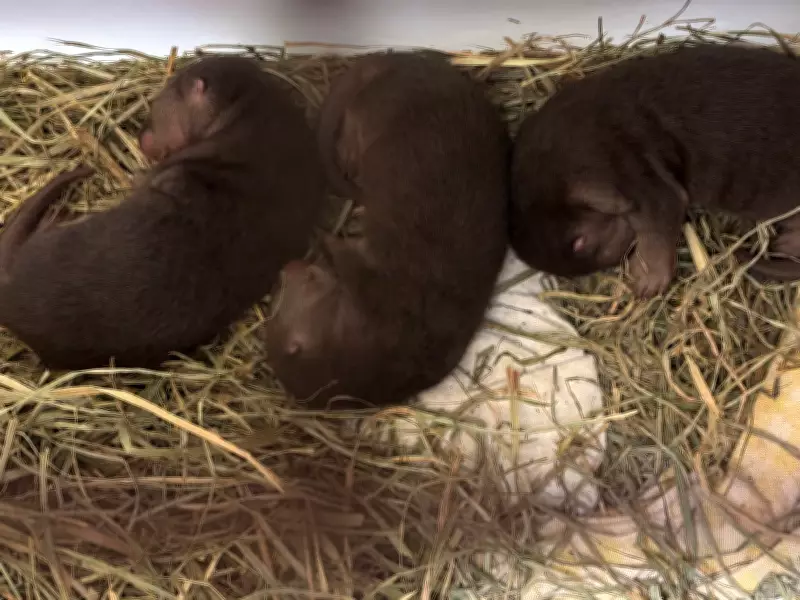 Toronto Zoo Celebrates Birth of Three Endangered River Otter Pups