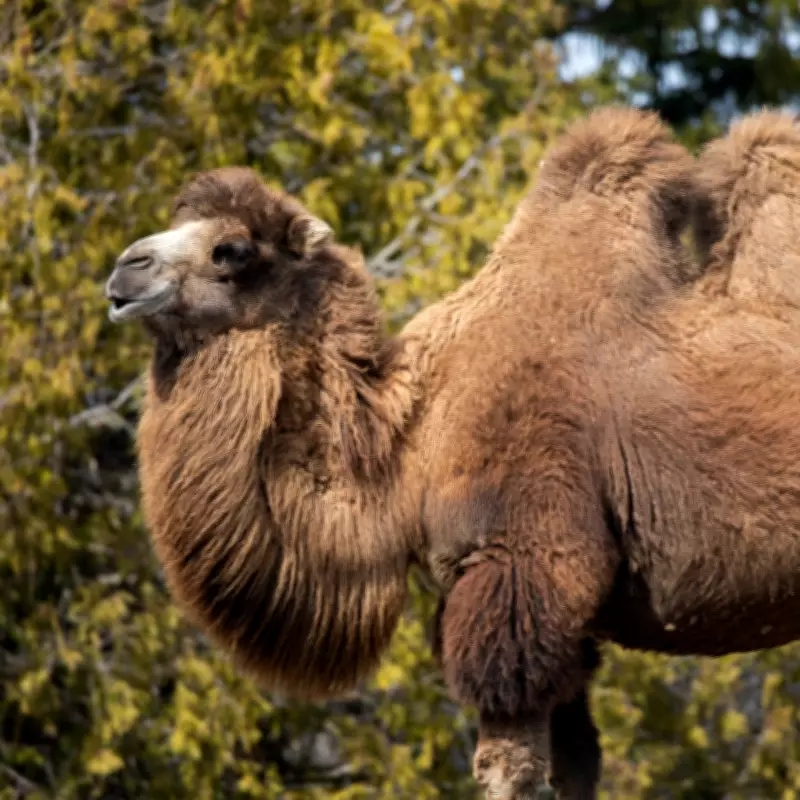 Toronto Zoo's Bactrian Camel Suria Expecting Spring Arrival