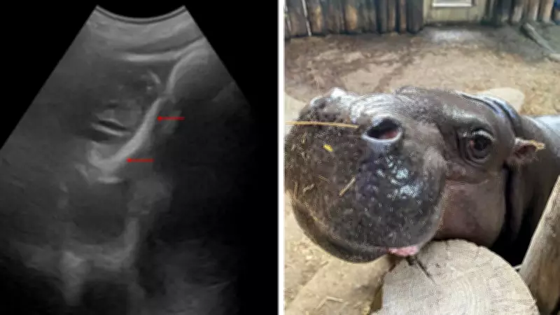 Toronto Zoo's Pygmy Hippo Kindia Expecting Second Calf This Summer