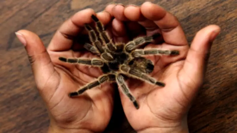 Train Driver's 'Spidey-Sense' Leads to Discovery of Box Full of Tarantulas
