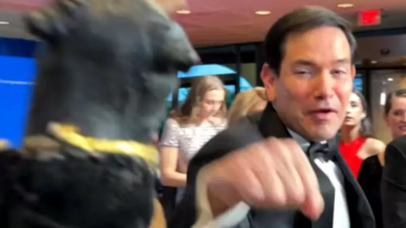 Triumph the Insult Comic Dog Goads Marco Rubio Into Playful Punch at WH Dinner