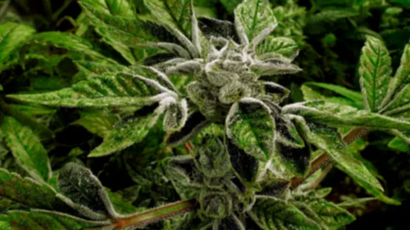 Trump administration reclassifies medical marijuana to less dangerous drug
