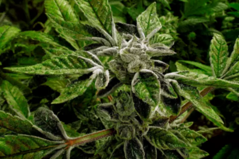 Trump Reclassifies Medical Marijuana as Less Dangerous Drug in Historic Shift