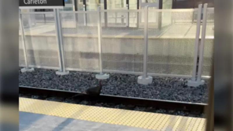 Turkey Spotted Strolling Along O-Train Tracks at Carleton University
