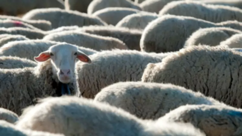 Two Men Plead Guilty to Illegal Lamb Slaughter and Obstructing Inspector in South London