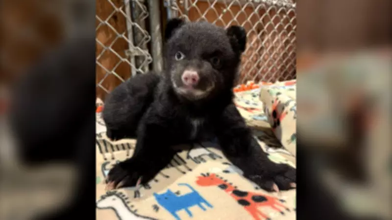 Two Orphaned Black Bear Cubs Rescued on Vancouver Island After Mother Found Dead