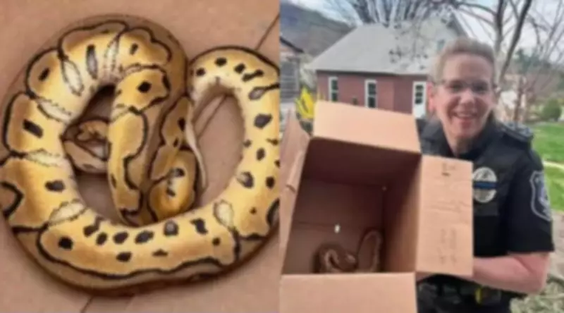 Uber Driver Discovers Python Left by Passengers After Philadelphia Reptile Show