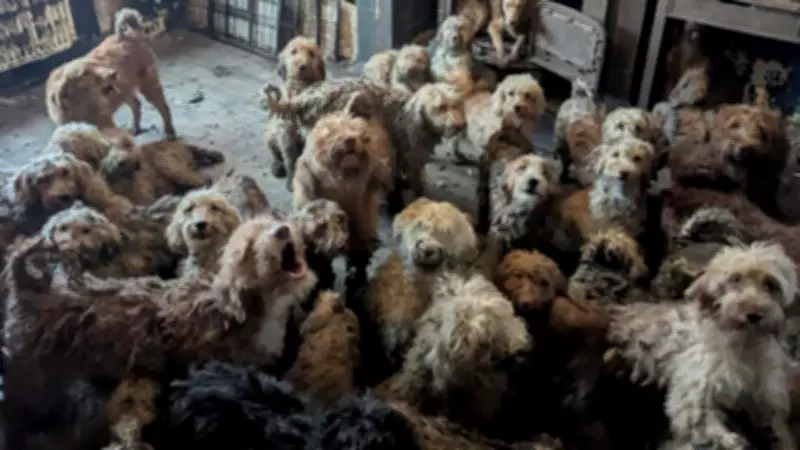 UK Animal Charity Rescues Over 250 Dogs from Single Home in Major Operation