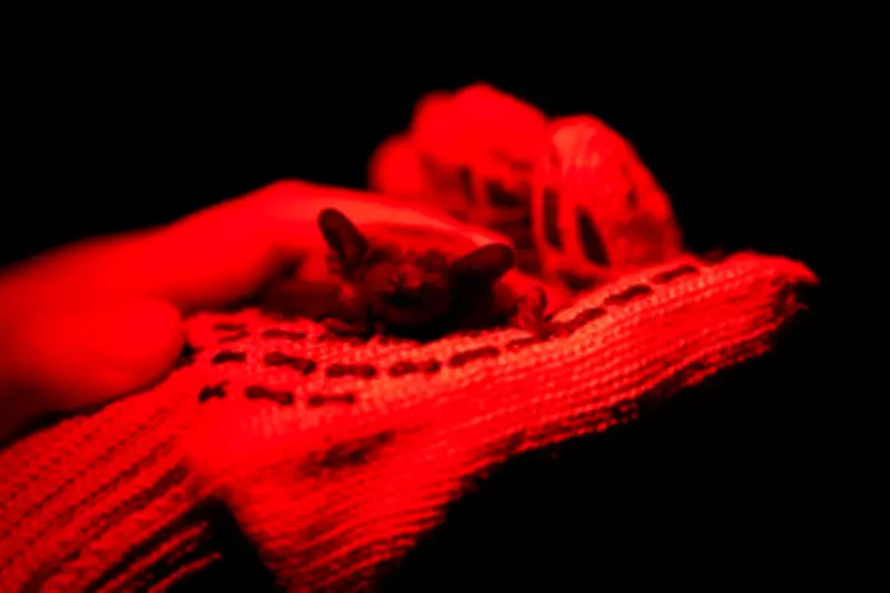 Ukrainians Release Rescued Bats After Harsh Winter, Finding Joy Amid War