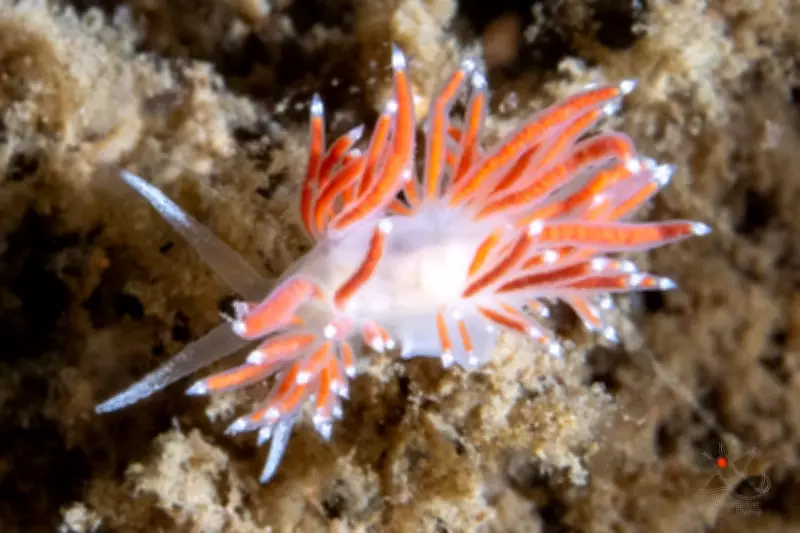 Underwater Photographer Captures Vibrant Sea Life in Halifax Harbour