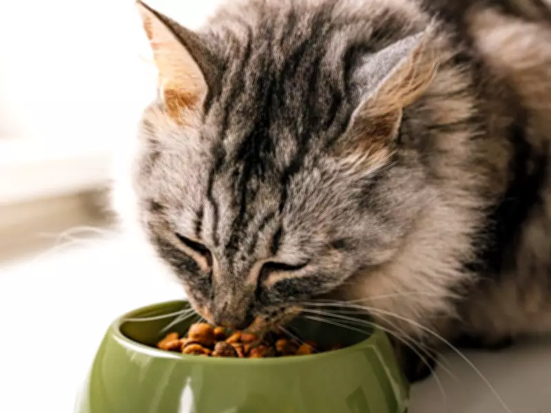 Unfiled Pet Bylaw Sparks Strata Dispute Over New Owner's Cat