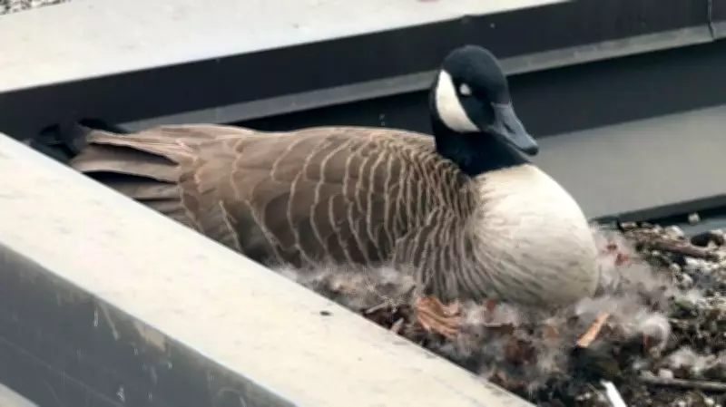 University of Waterloo Launches 'Waddleloo' Map to Help Students Avoid Aggressive Geese
