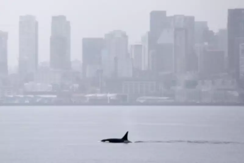 Unprecedented Orca Pod Visits Seattle, Thrilling Local Whale Watchers