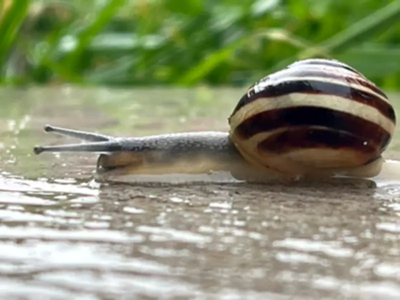 Unsettled Start to May Expected in Windsor-Essex Weather