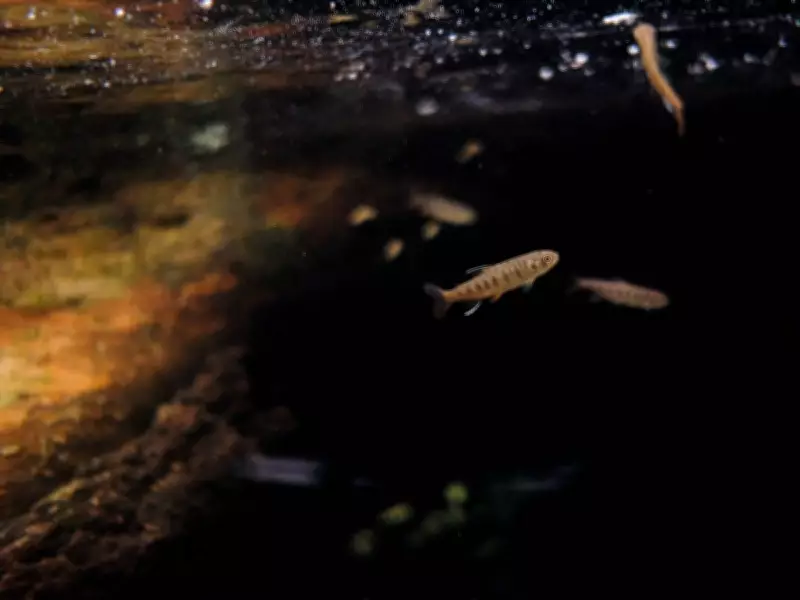 Urgent Call for Ottawa to Ban Salmon-Killing Tire Chemical 6PPD-Quinone
