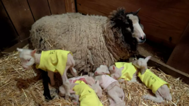 Vermont ewe gives birth to rare sextuplets, all doing well