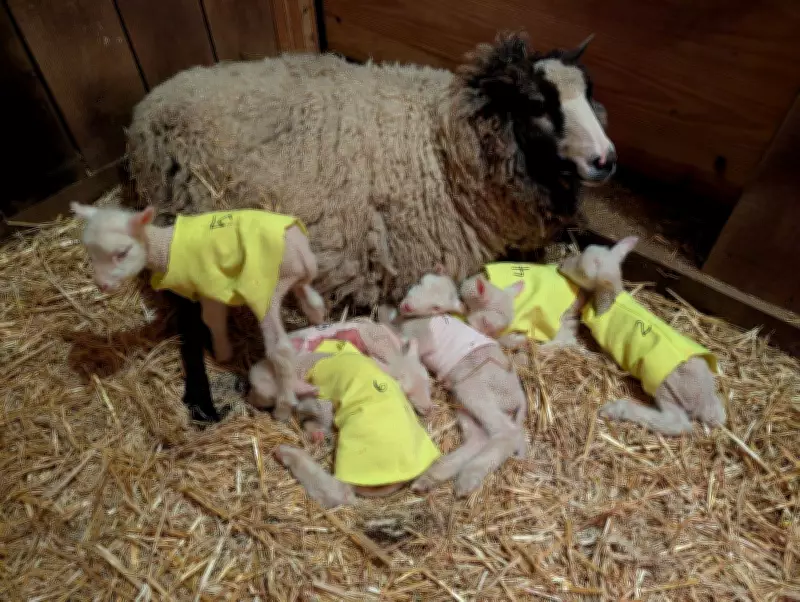 Vermont farmer's ewe surprises with rare sextuplets instead of twins