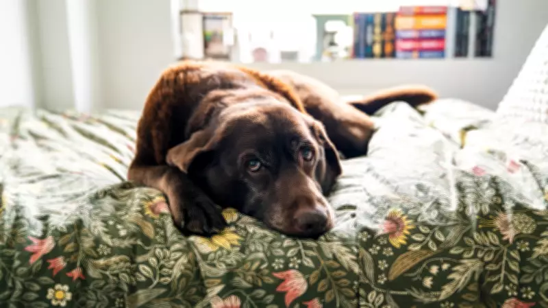 Veterinarians Warn Popular Dog Treats Cause Injuries and Organ Damage