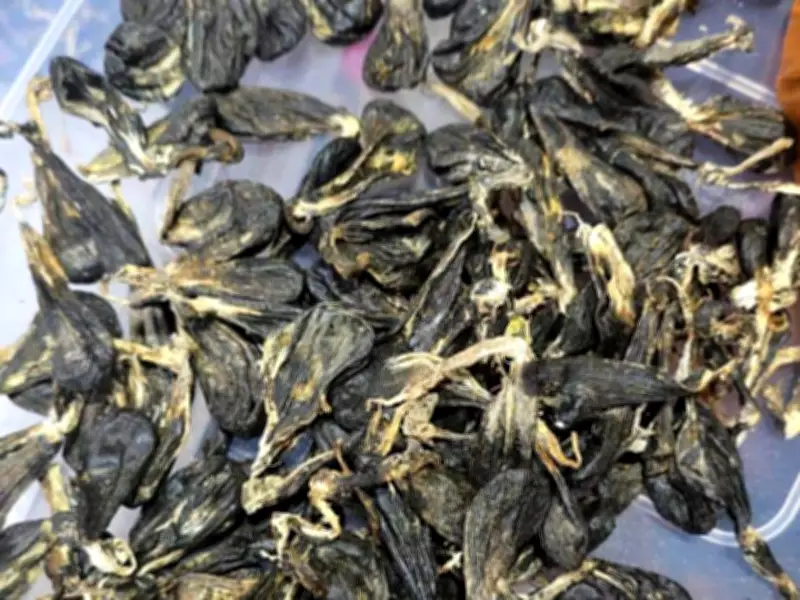 Vietnamese Man Admits Guilt in Malaysia Python Parts Possession Case