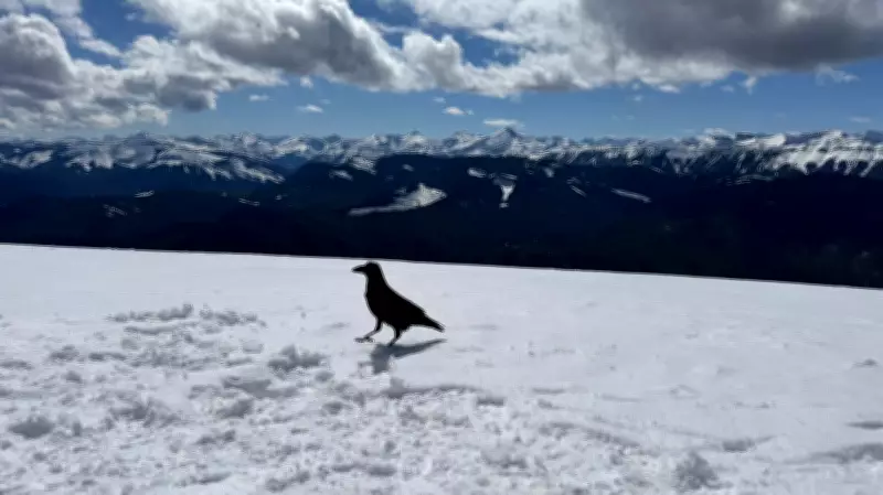 Warm, Sunny Skies Forecast for Calgary Ahead of the Weekend