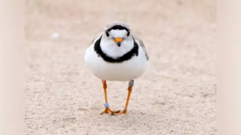 Wasaga Beach Addresses Beach Raking Mistake and Legal Action Over Piping Plover Protection
