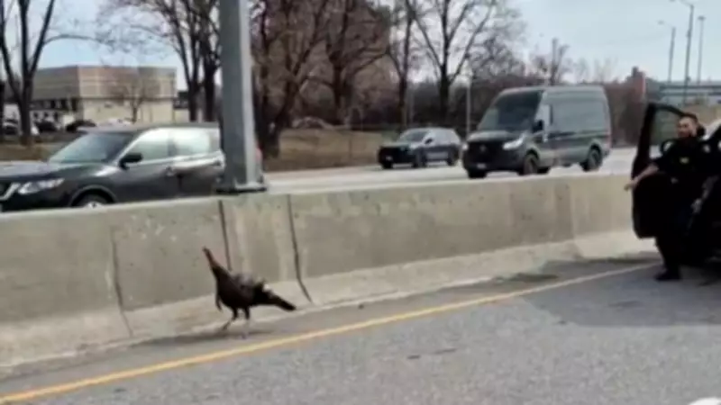 Wild Turkey Dies on Ottawa Highway Despite Police Rescue Attempts