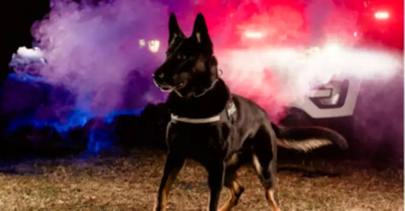 Windsor Police Dog Arrow Thwarts Break-In on Ottawa Street