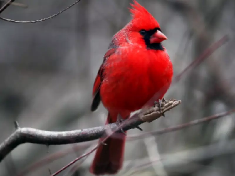 Windsor Residents Advocate for Ojibway Park Expansion and Global Peace