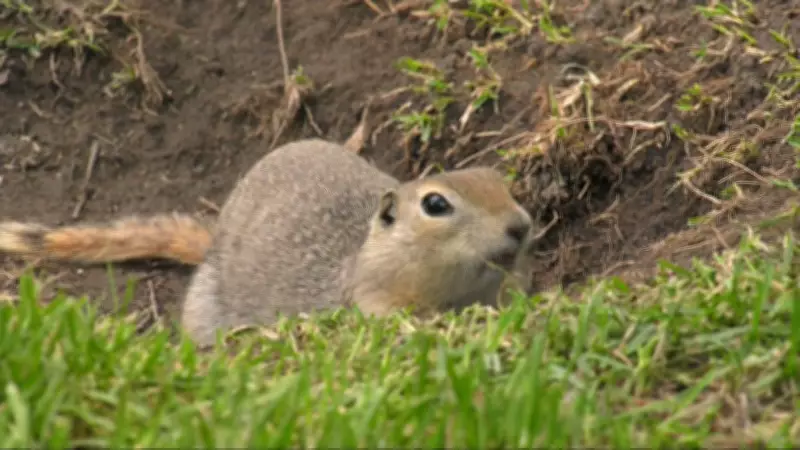 Winnipeg Faces Backlash Over Plan to Use Rodenticides on Squirrels