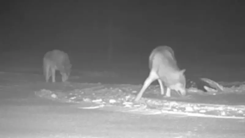 Winnipeg-Interlake Farmers Report Surge in Wolf Attacks on Livestock