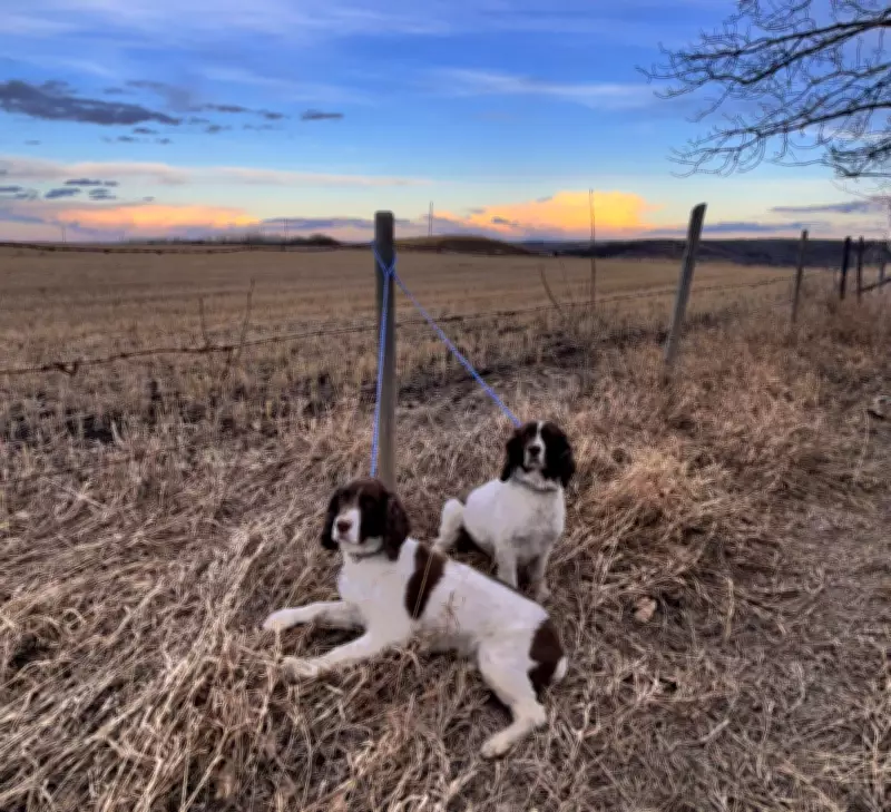 Winter's Return: Calgary Braces for Late-Season Snowfall This Week