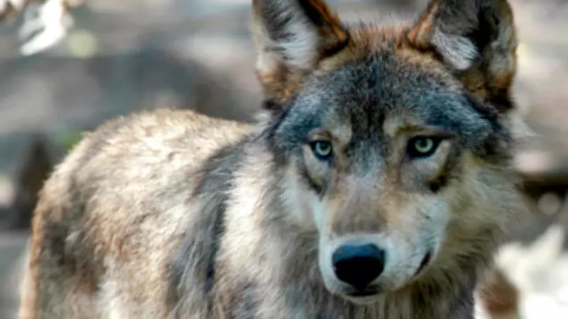 Wolf Attack Claims Dog on Vancouver Island, Conservation Officers Confirm