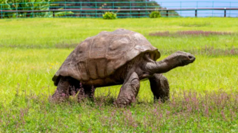 World's Oldest Tortoise Jonathan Alive and Well, Death Rumors Debunked