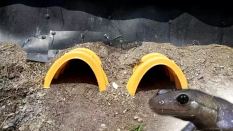 York Region Unveils New Tunnels to Protect Endangered Jefferson Salamanders