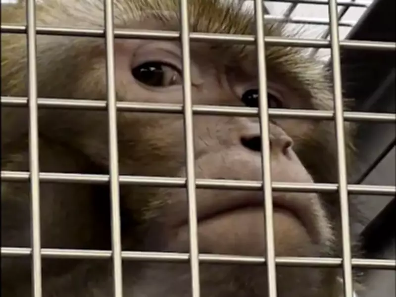 York University Primate Lab Faces Inquiry Over Alleged Macaque Abuse