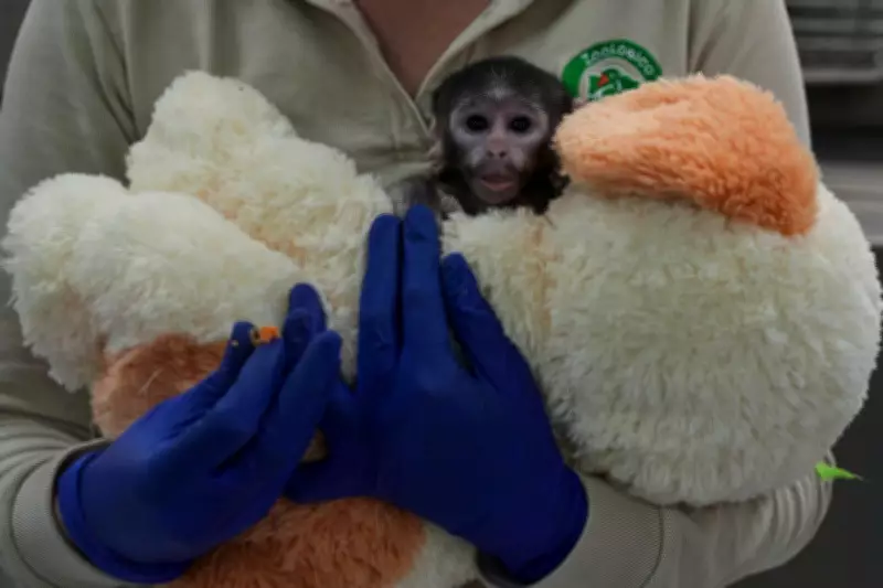 Yuji the Baby Monkey Finds Solace in Plush Toy at Mexican Zoo
