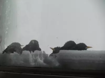 Calgary Set for Sunny Weekend with High Temperatures in the Teens