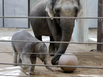 Calgary Zoo Elephant Swarna Becomes Surrogate Mother to Rejected Calf at National Zoo