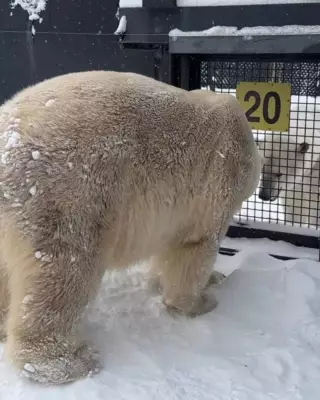 Calgary Zoo's Polar Bears Yellé and Siku Meet Face-to-Face for First Time
