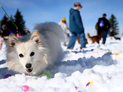 Calgary's Easter Weekend: Cross Walks, Holi Colors, and Dog Hunts Captured