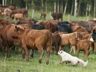 Canadian Beef Industry Faces Structural Challenges as Imports Debate Heats Up