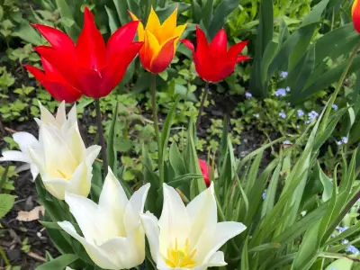 Celebrate Spring's Arrival with Vibrant Tulip Blooms in Gardens