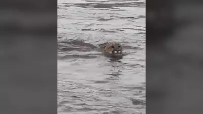 Cougar Spotted Swimming Off Vancouver Island, Captured on Video