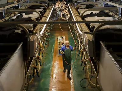 Dairy Quotas and CUSMA: Canada Faces Tough Trade Negotiations with U.S.