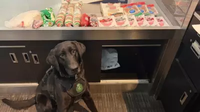 Detector Dog Sniffs Out Undeclared Sausage and Salami at Toronto Airport
