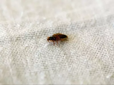 Disney World Resort Faces Lawsuit Over Alleged Bed Bug Infestation
