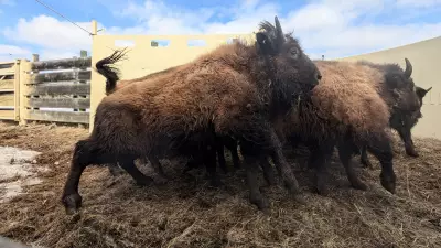 Elk Island Wood Bison Herd Transferred to Alaska in Conservation Effort