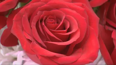 Expert Tips for Creating a Stunning Garden That Will Impress Your Neighbors