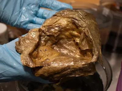 Golden Orb Found 3km Underwater Identified as Rare Deep-Sea Cnidarian