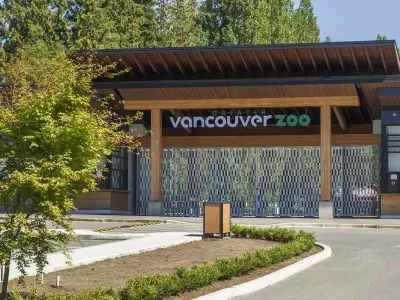 Greater Vancouver Zoo Mourns Loss of Beloved Lion Boomer at Age 18